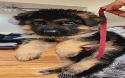 German Shepherd dogs for sale: Big Red - Image 10