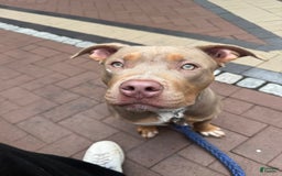 American Bully dogs for sale: Diamond - Image 2