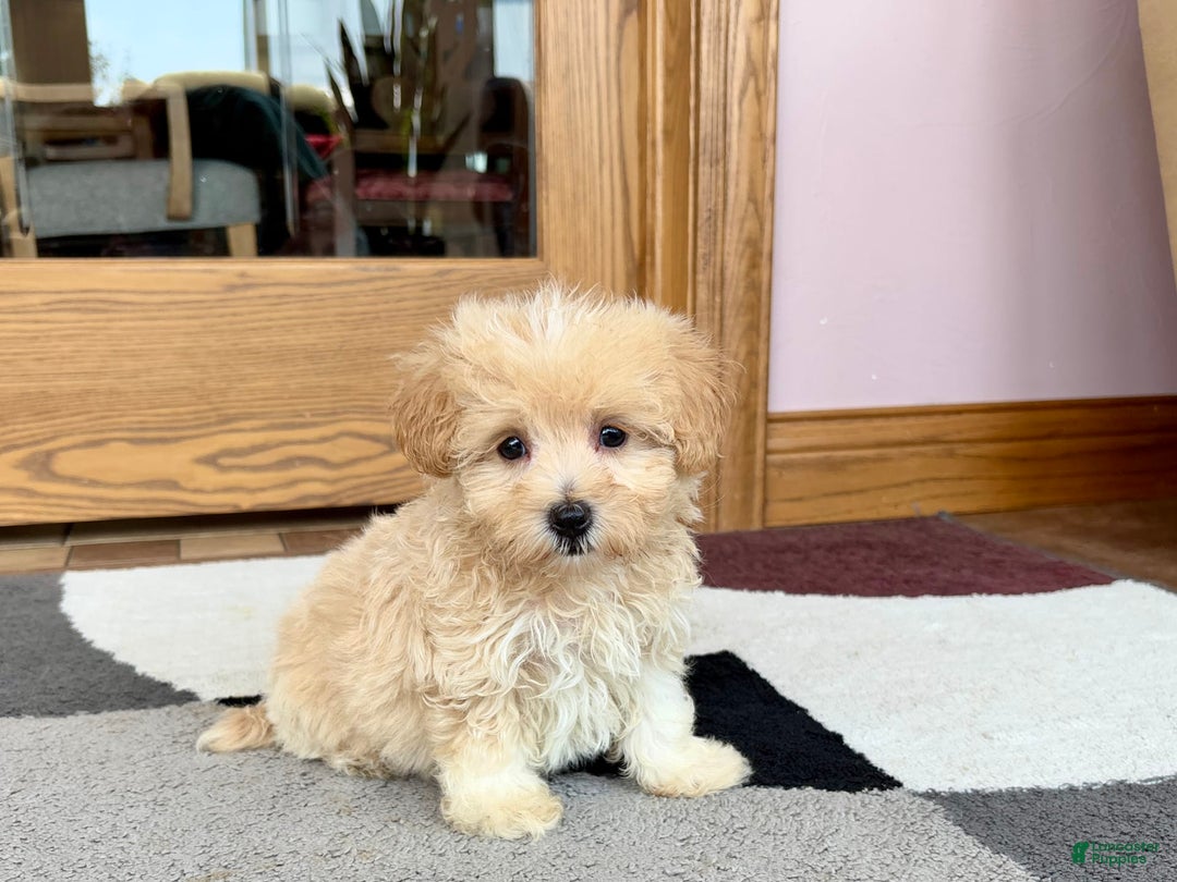 Maltipoo dogs for sale: Drew - Image 4