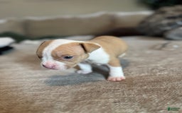 American Bully dogs for sale: Baby Zee - Image 3