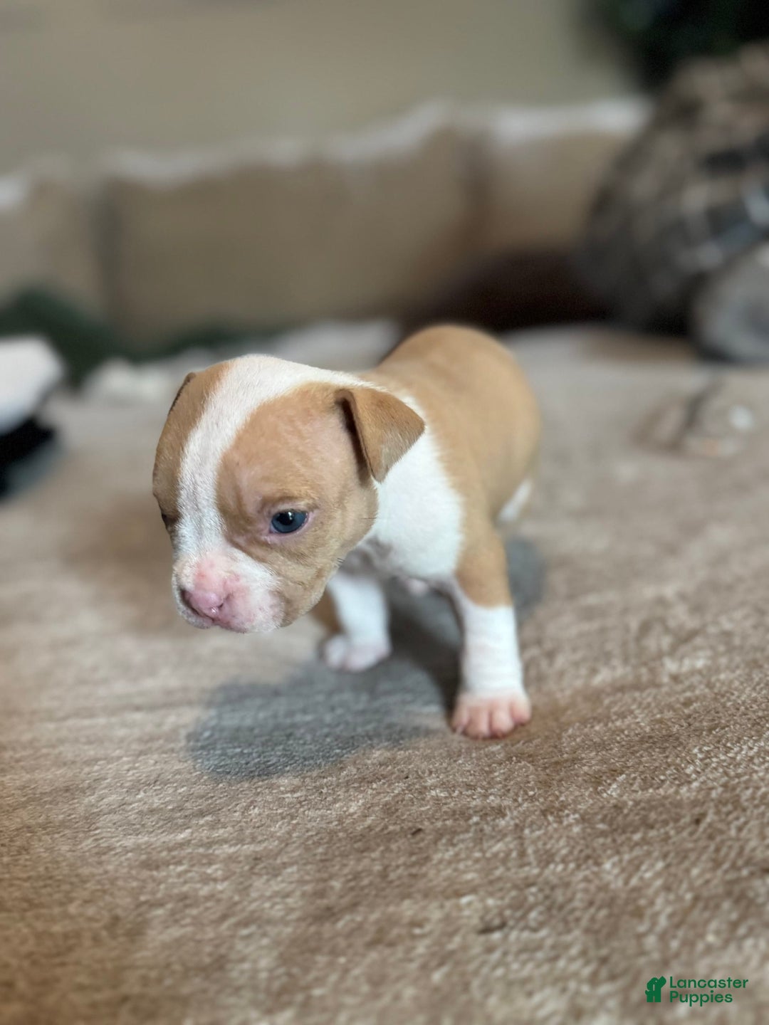 American Bully dogs for sale: Baby Zee - Image 3
