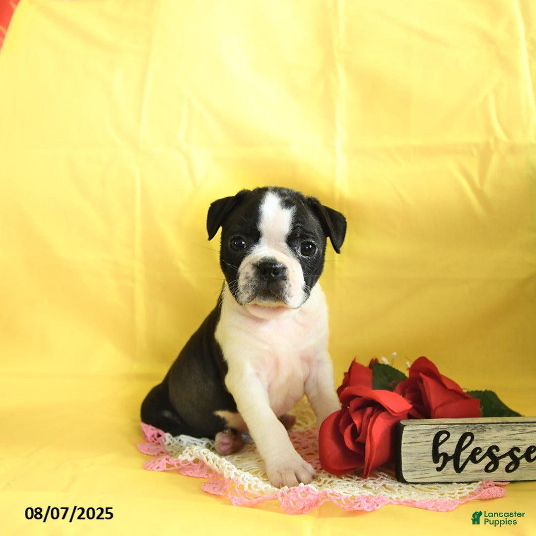 Boston Terrier dogs for sale: Lily - Image 1
