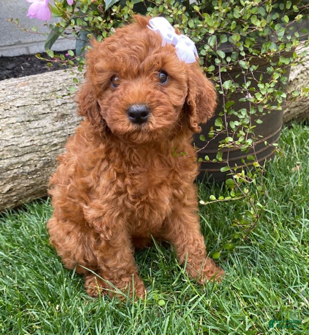 Cavapoo dogs for sale: Olivia - Image 2
