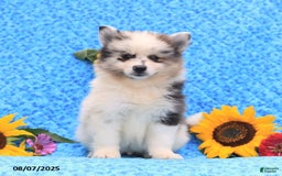 Pomsky dogs for sale: Nugget - Image 1
