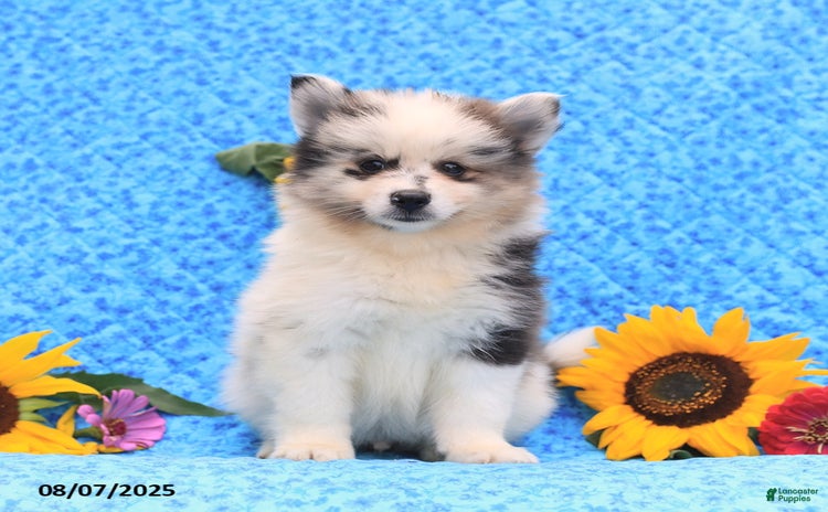Pomsky dogs for sale - Ad 5