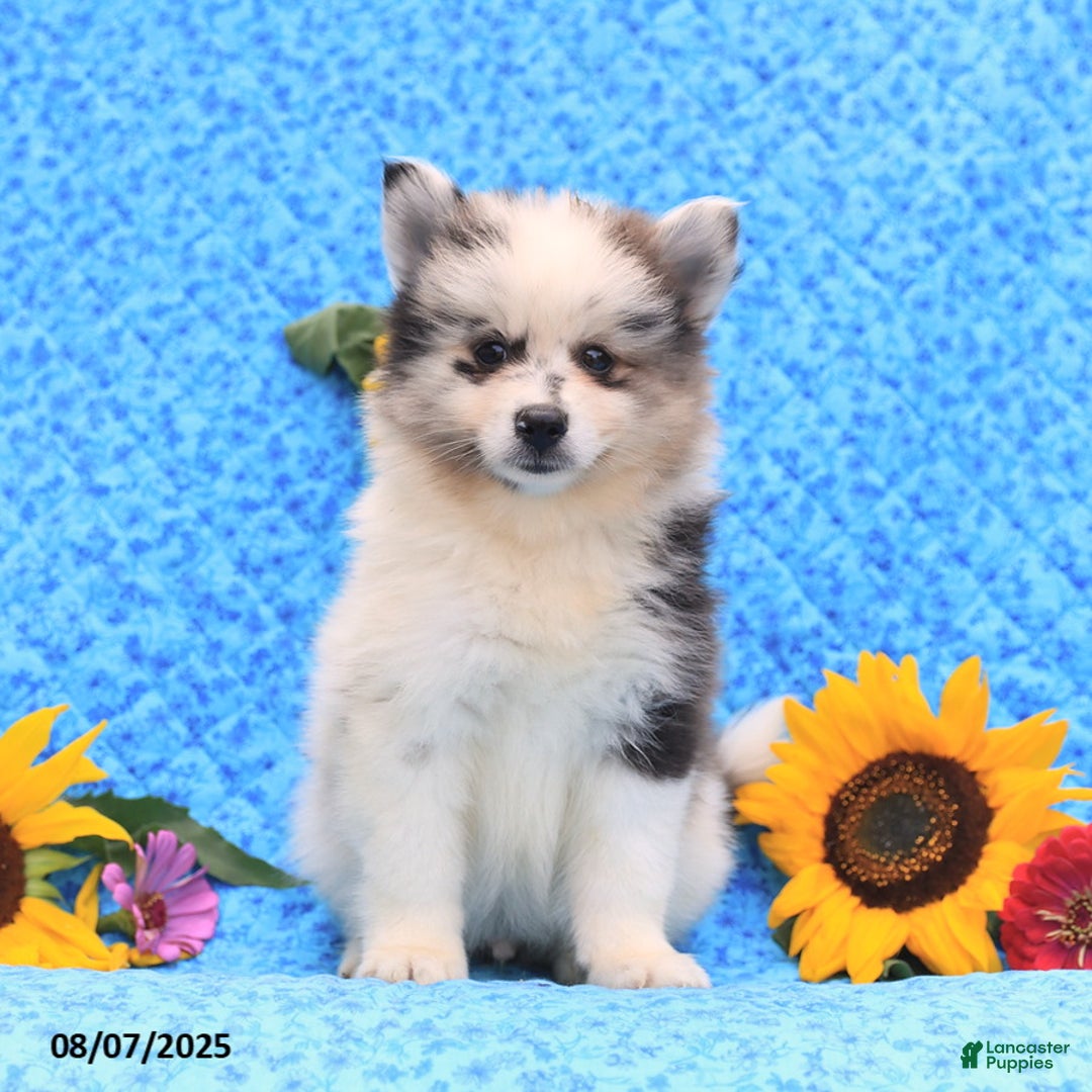 Pomsky dogs for sale: Nugget - Image 1