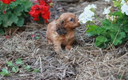 Miniature Dachshund dogs for sale: Rosie - Image 3