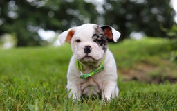 Beabull dogs for sale: Chip - Image 4