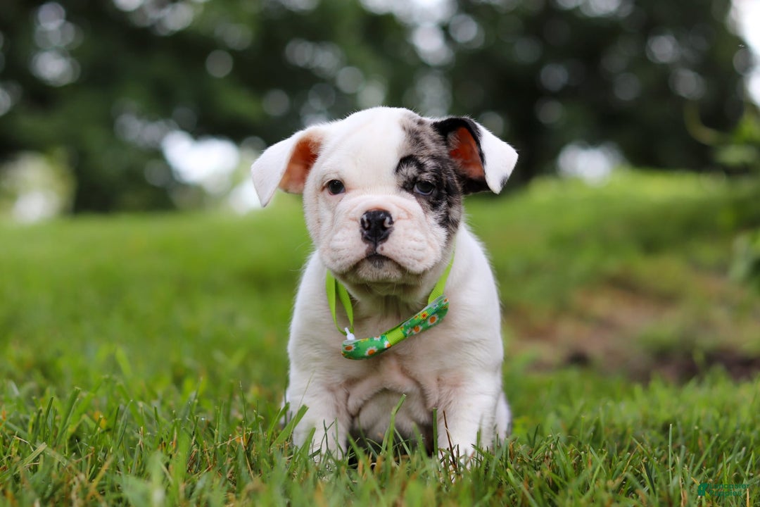 Beabull dogs for sale: Chip - Image 4