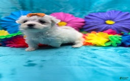 Maltese dogs for sale: AKC orange bow - Image 2