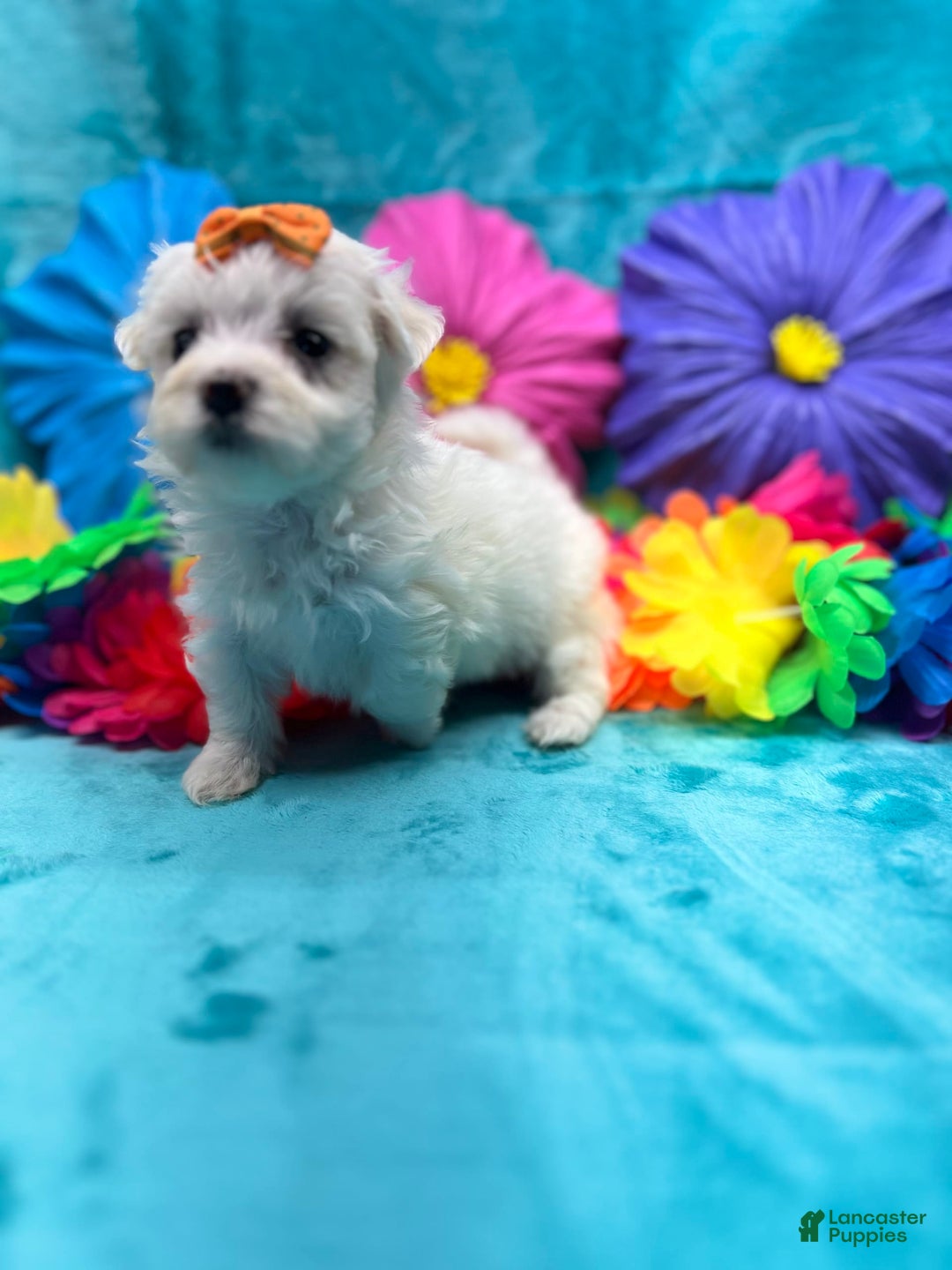Maltese dogs for sale: AKC orange bow - Image 2