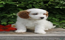 Cavapoo dogs for sale: Cavapoo 5 puppies - Image 21