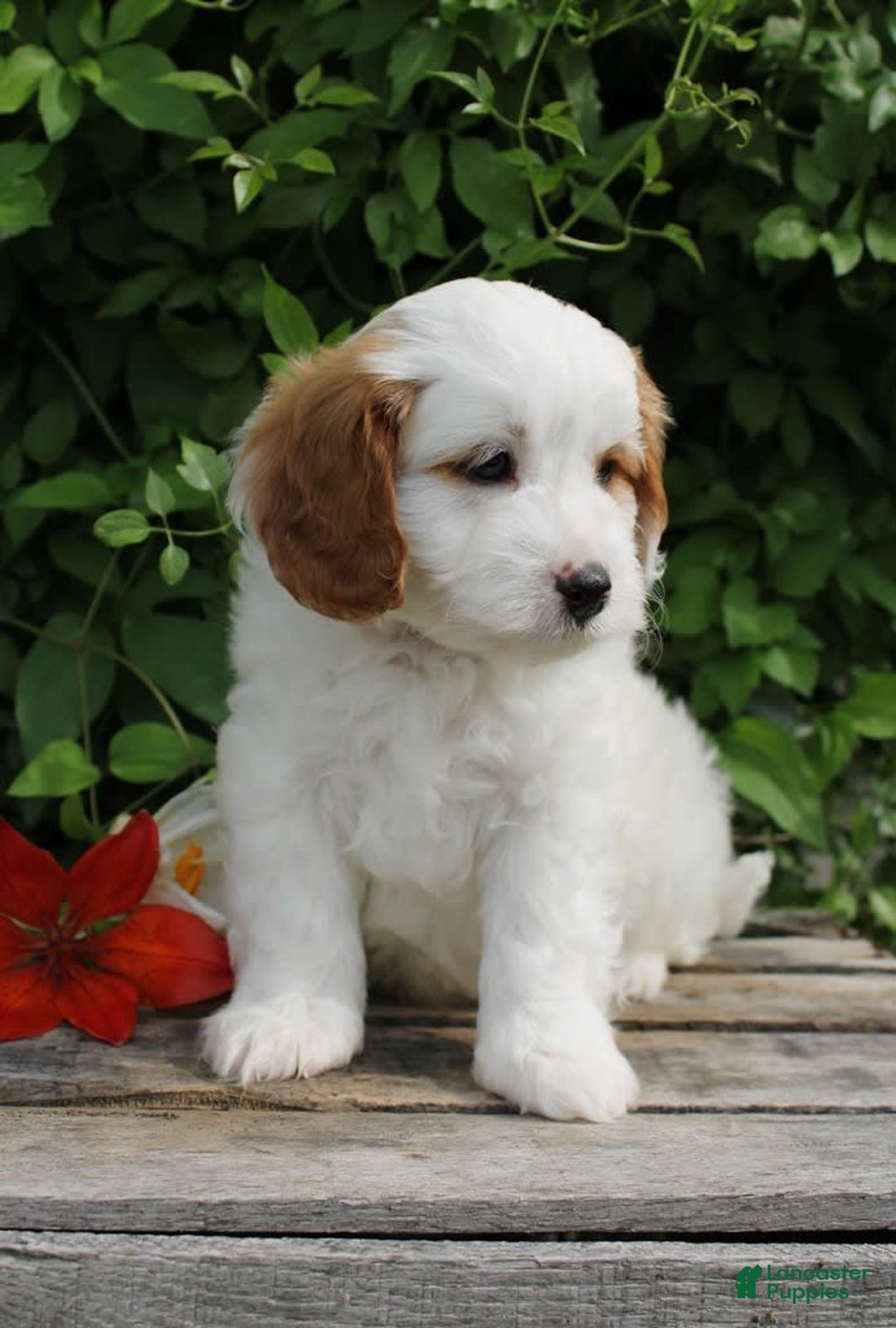 Cavapoo dogs for sale: Cavapoo 5 puppies - Image 21