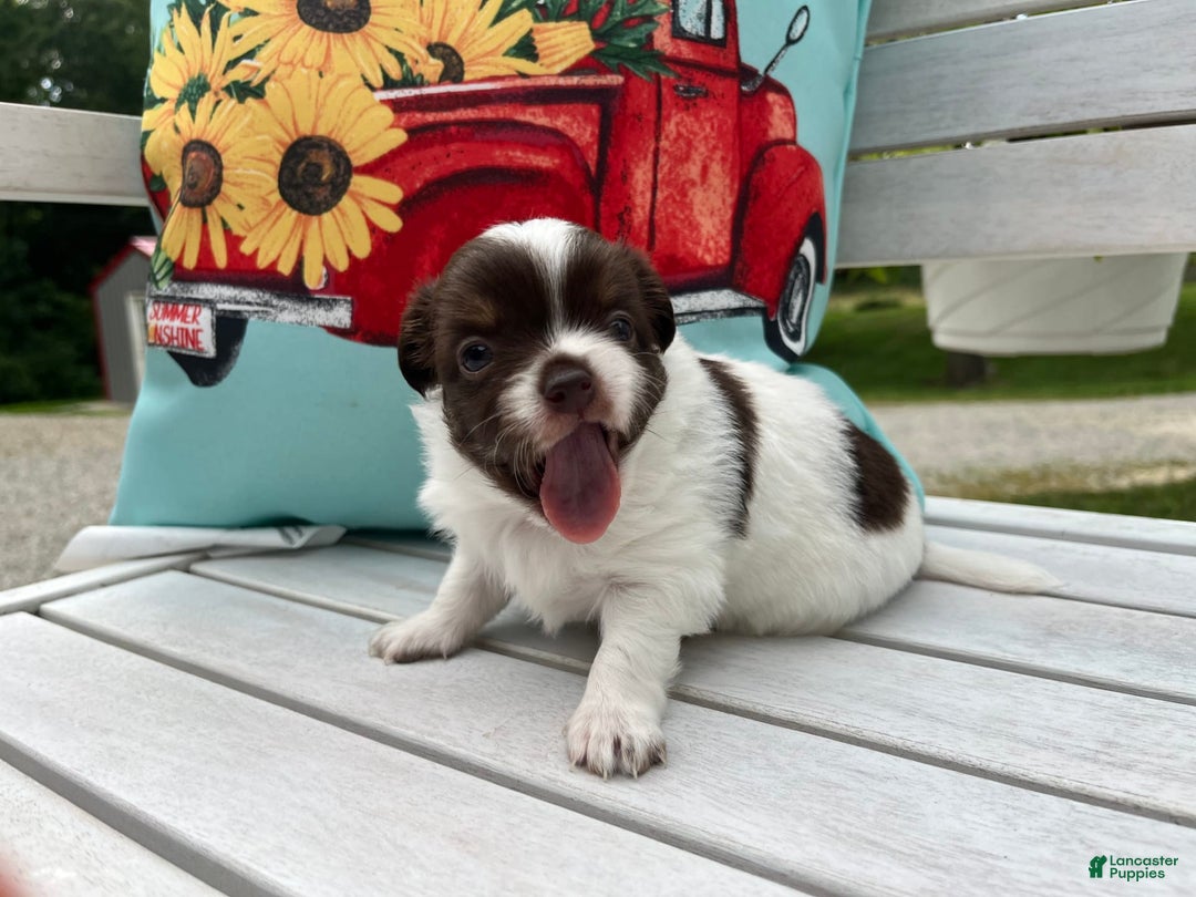 Chihuahua dogs for sale: Tat - Image 7