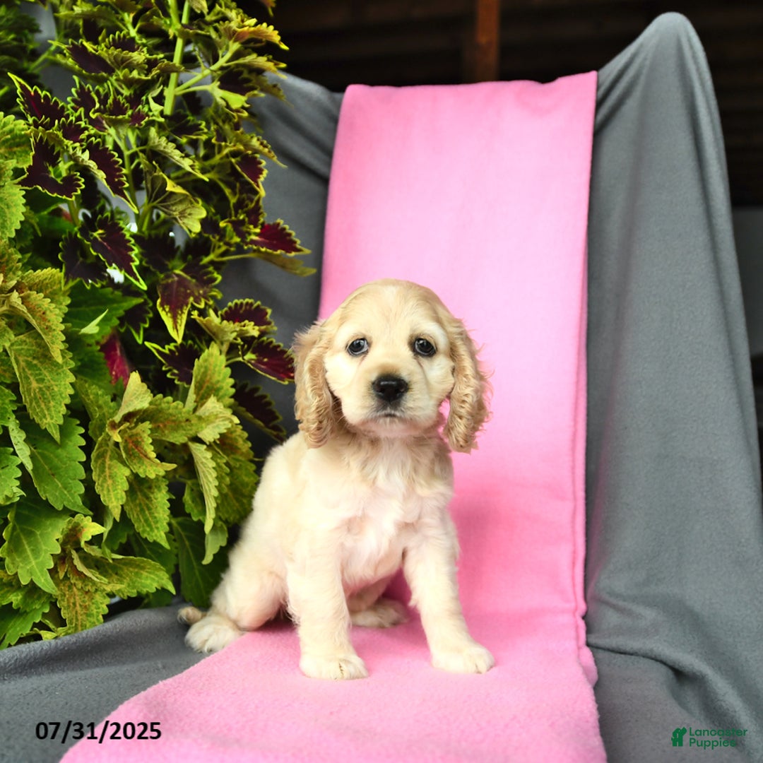 Cocker Spaniel dogs for sale: Elsa - Image 1