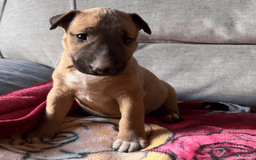 Bull Terrier dogs for sale: Skye - Image 4