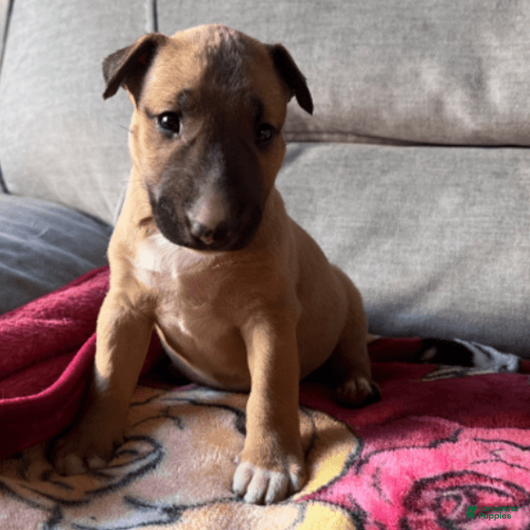 Bull Terrier dogs for sale: Skye - Image 4