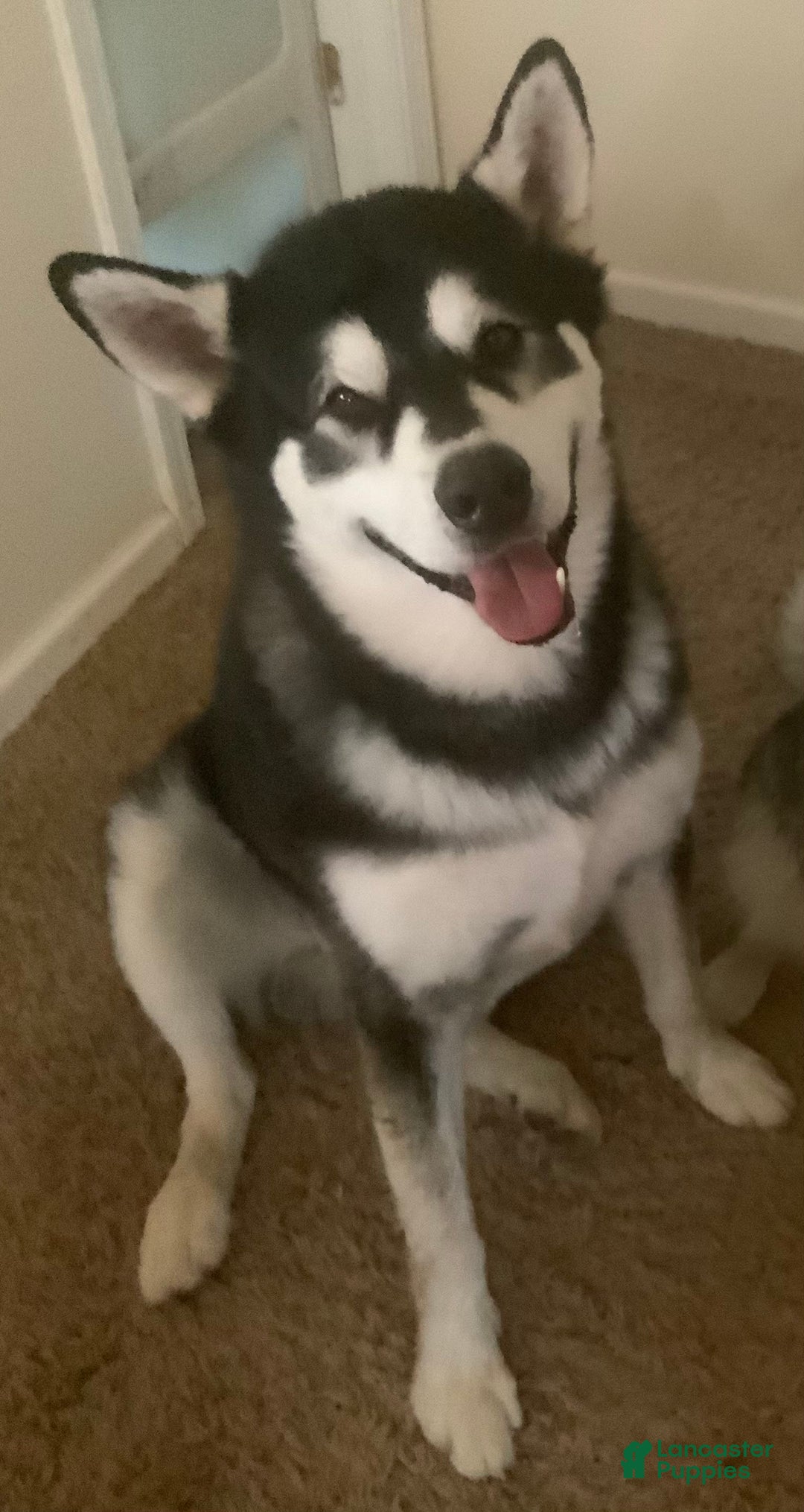 Alaskan Malamute dogs for sale: Kanti - Image 4