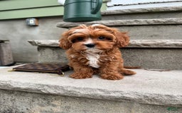 Cavapoo dogs for sale: Sunny - Image 2