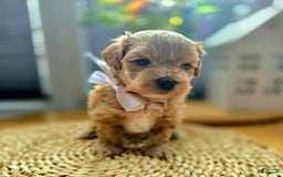 Maltipoo dogs for sale: Maxxy - Image 8