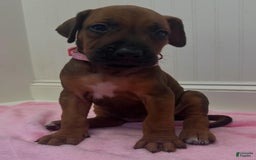 Rhodesian Ridgeback dogs for sale: Sandy - Image 6