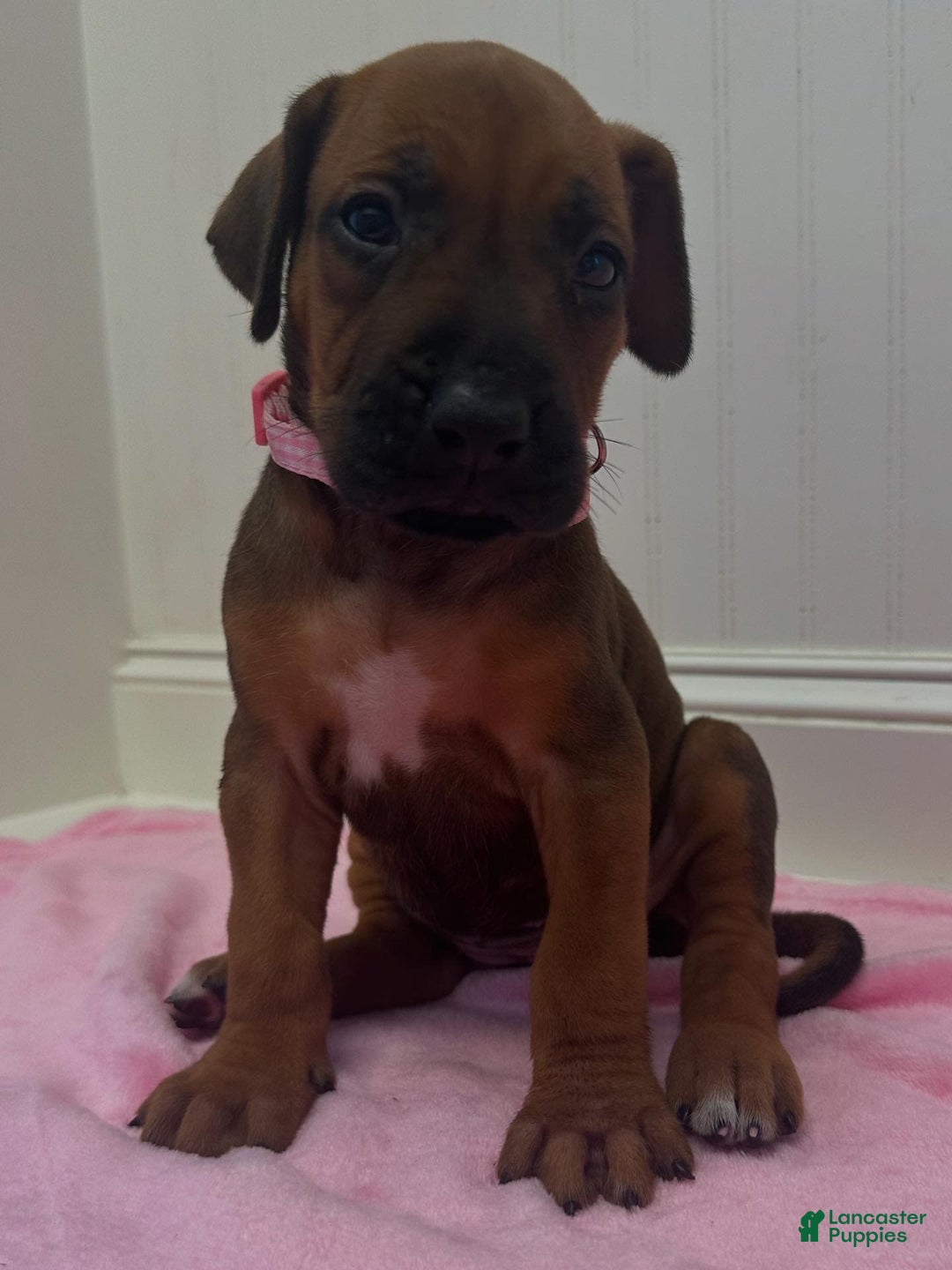 Rhodesian Ridgeback dogs for sale: Sandy - Image 6