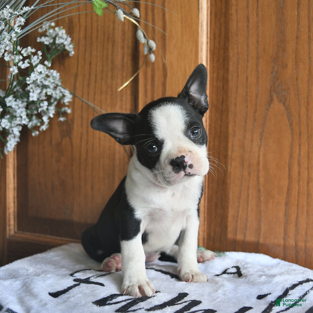 Boston Terrier dogs for sale: Honey - Image 4
