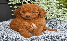 Miniature Poodle dogs for sale: Rhett - Image 8