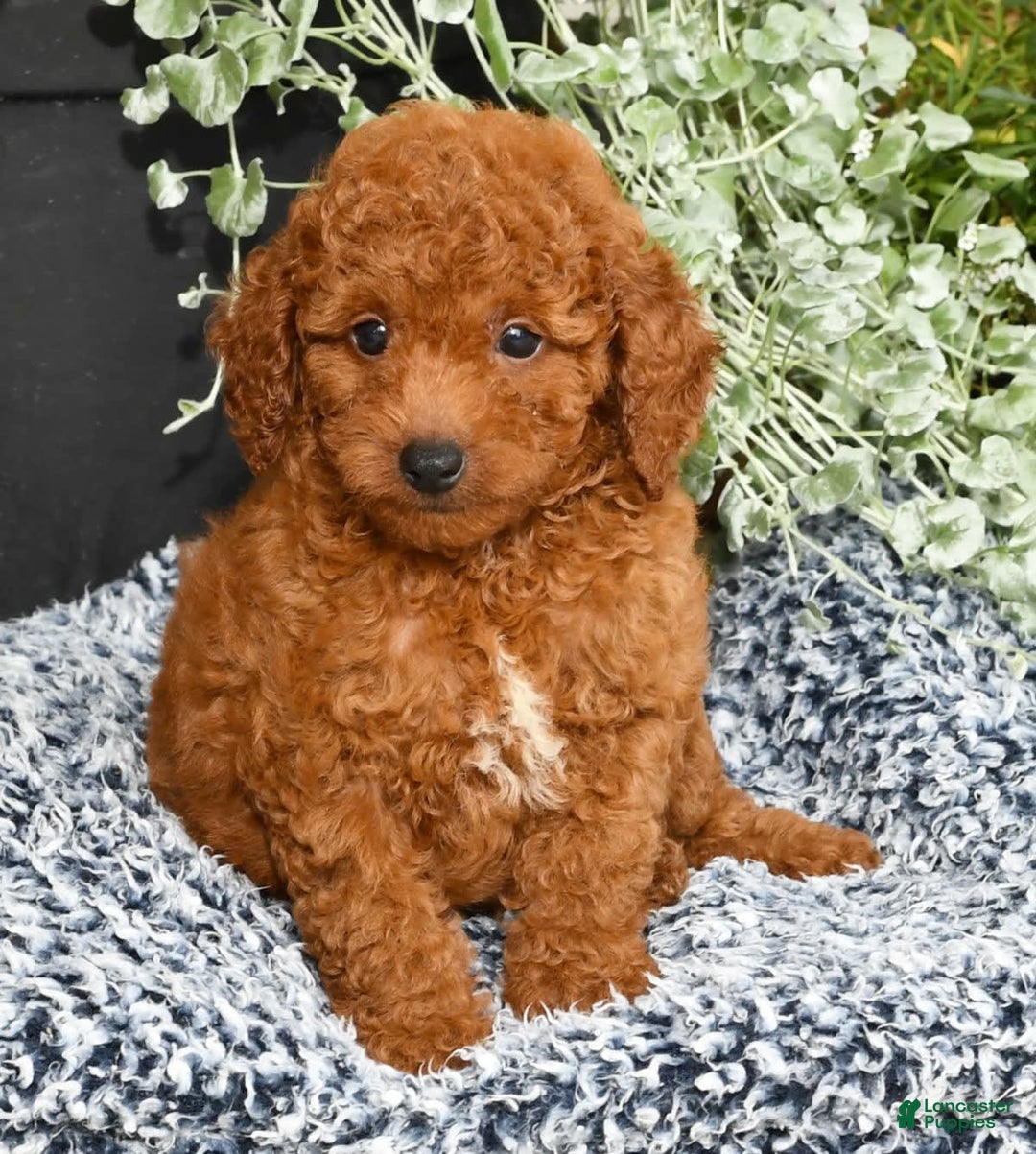 Miniature Poodle dogs for sale: Rhett - Image 8