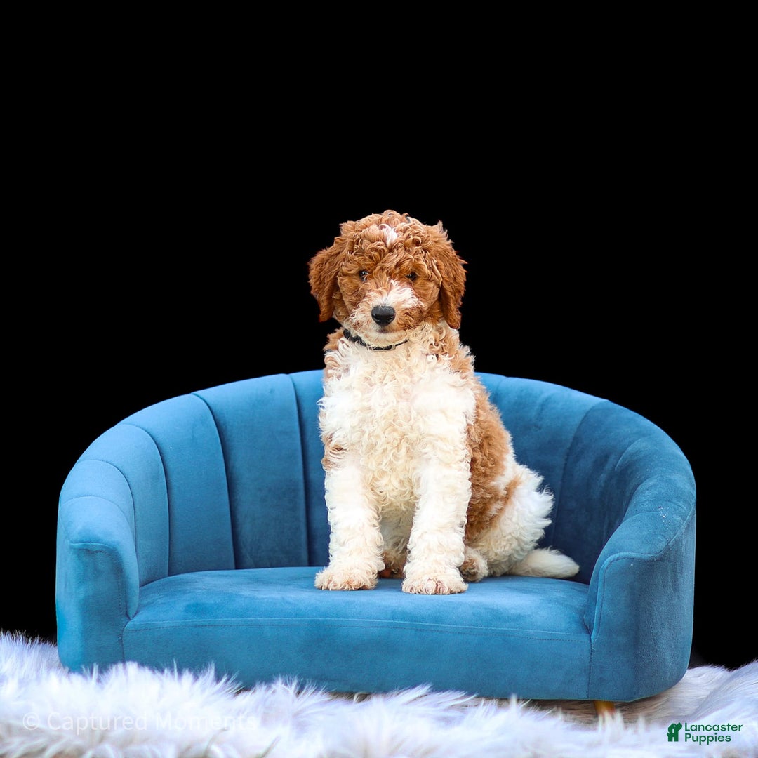 Standard Poodle dogs for sale: Rascal - Image 12
