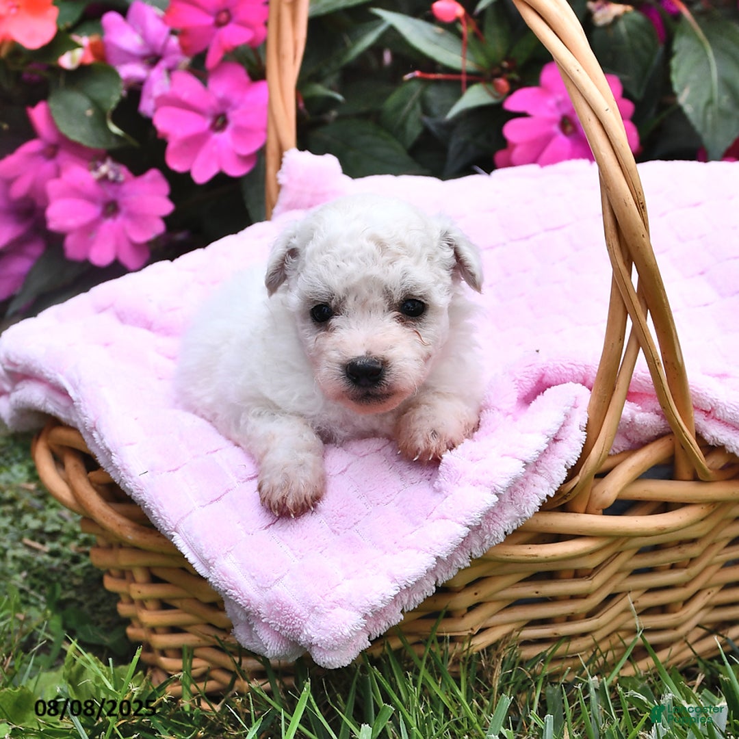 Bichon Frise dogs for sale: Macy - Image 1