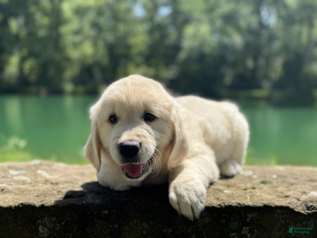 Golden Retriever dogs for sale: Nova - Image 12