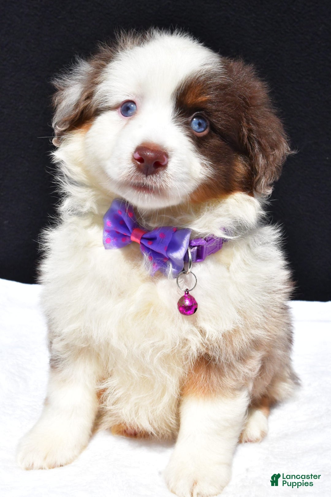 Miniature Australian Shepherd dogs for sale: June - Image 9