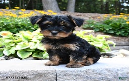 Yorkshire Terrier dogs for sale: Milo - Image 1