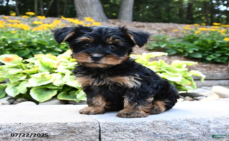 Yorkshire Terrier dogs for sale - Ad 5