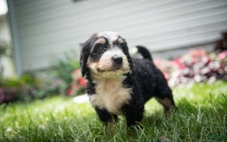 Bernedoodle dogs for sale: Rebel - Image 1