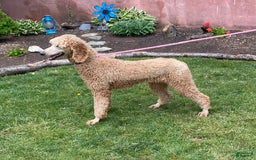 Mini Goldendoodle dogs for sale: Hazel - Image 6