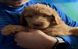 Goldendoodle dogs for sale: Luna - Image 20