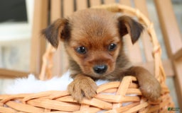 Shorkie dogs for sale: Kona - Image 1