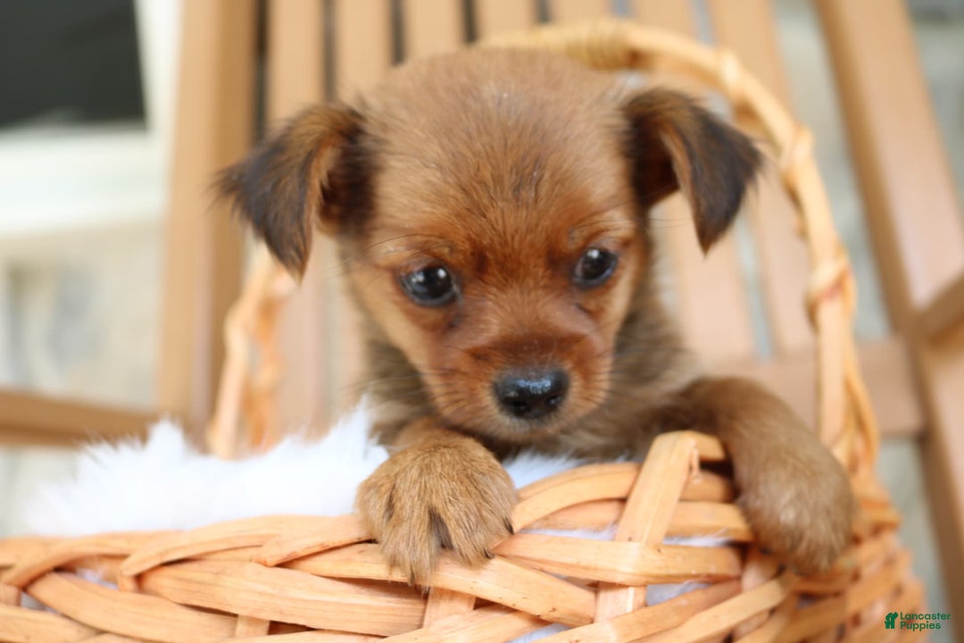 Shorkie dogs for sale: Kona - Image 1