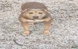 American Bully dogs for sale: Big Hoss - Image 100