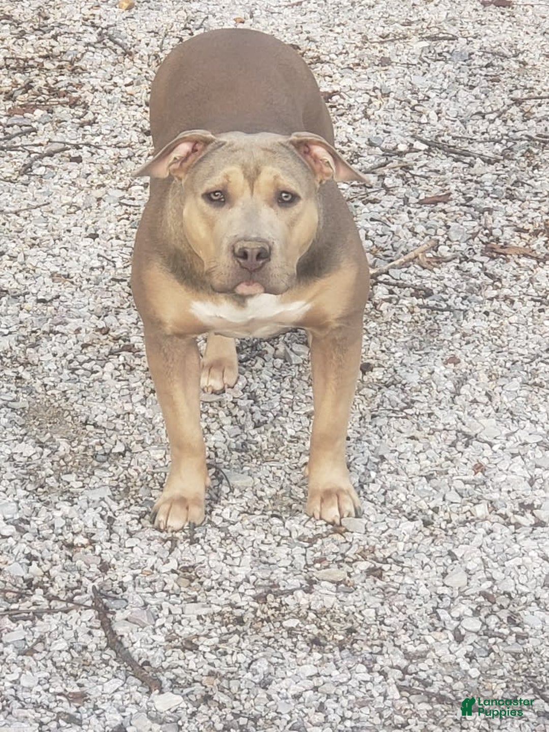 American Bully dogs for sale: Big Hoss - Image 100