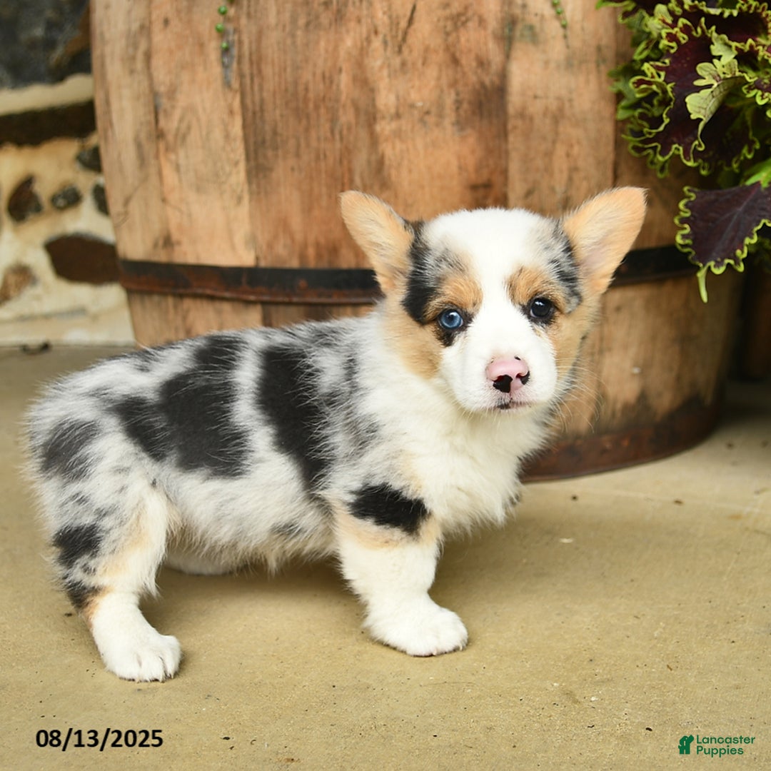 Welsh Corgi Pembroke dogs for sale: Rosemary - Image 2