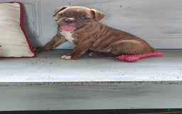 Olde English Bulldogge dogs for sale: Choco - Image 5