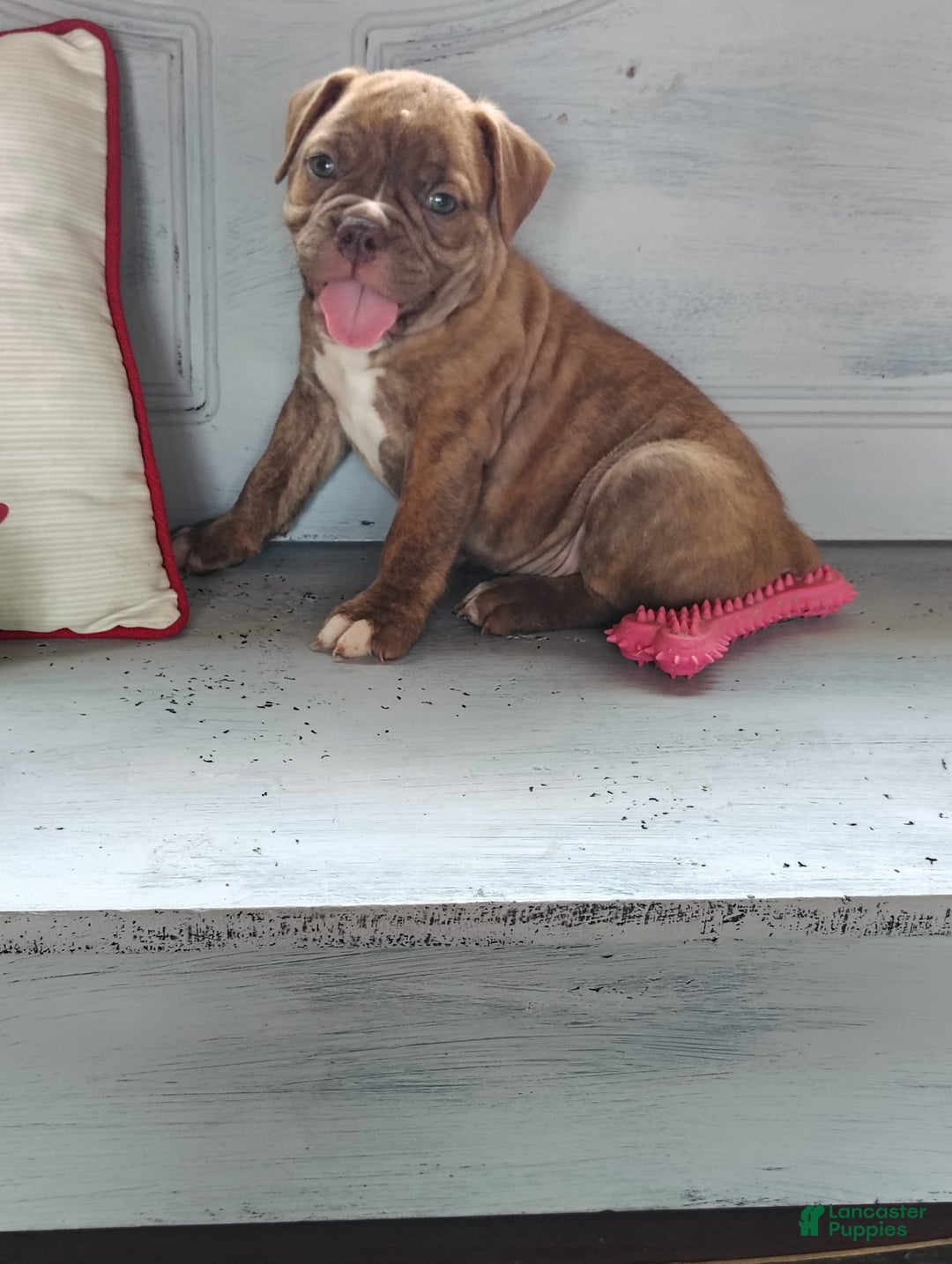 Olde English Bulldogge dogs for sale: Choco - Image 5