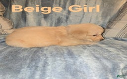 Golden Retriever dogs for sale: Beige Girl - Image 2