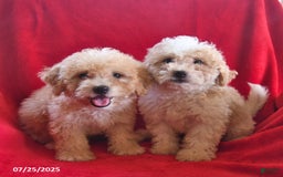 Bichpoo dogs for sale: Sally - Image 2
