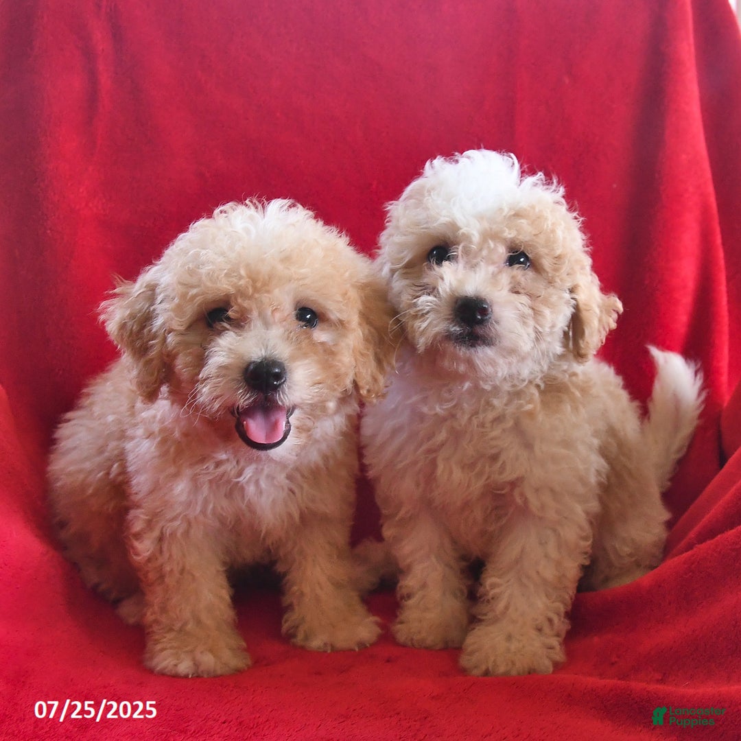 Bichpoo dogs for sale: Sally - Image 2