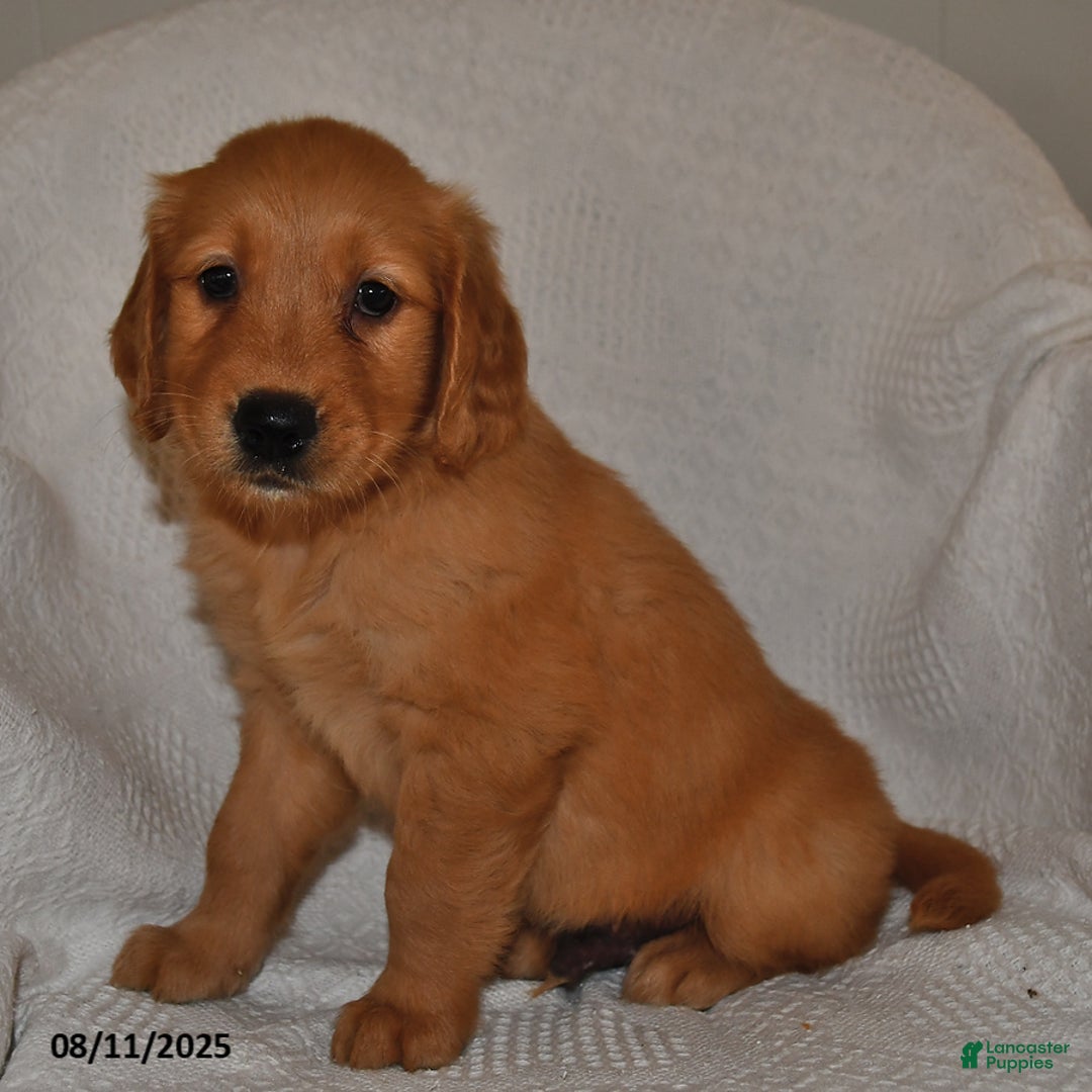 Golden Retriever dogs for sale: Bentley - Image 2