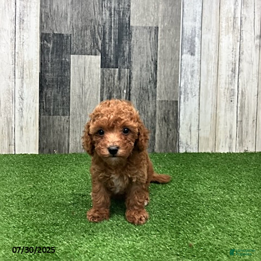 Miniature Poodle dogs for sale: Carol - Image 2